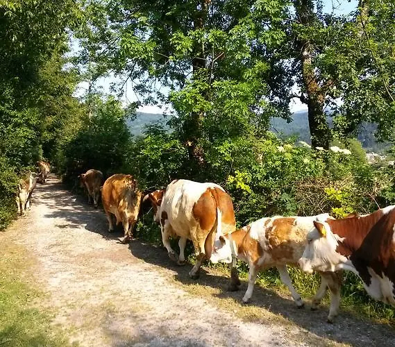 Apartment Apartmaji Matej Cvetek Bohinj